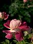 Rosa Ruffles Dream5